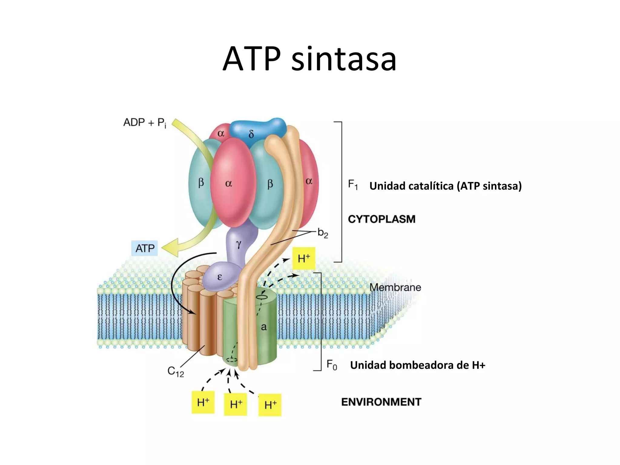 Atp Sintasa En Mitocondrias Mitochondrial Diseases And Genetic Defects