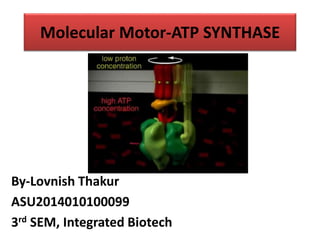 Molecular Motor-ATP SYNTHASE
By-Lovnish Thakur
ASU2014010100099
3rd SEM, Integrated Biotech
 