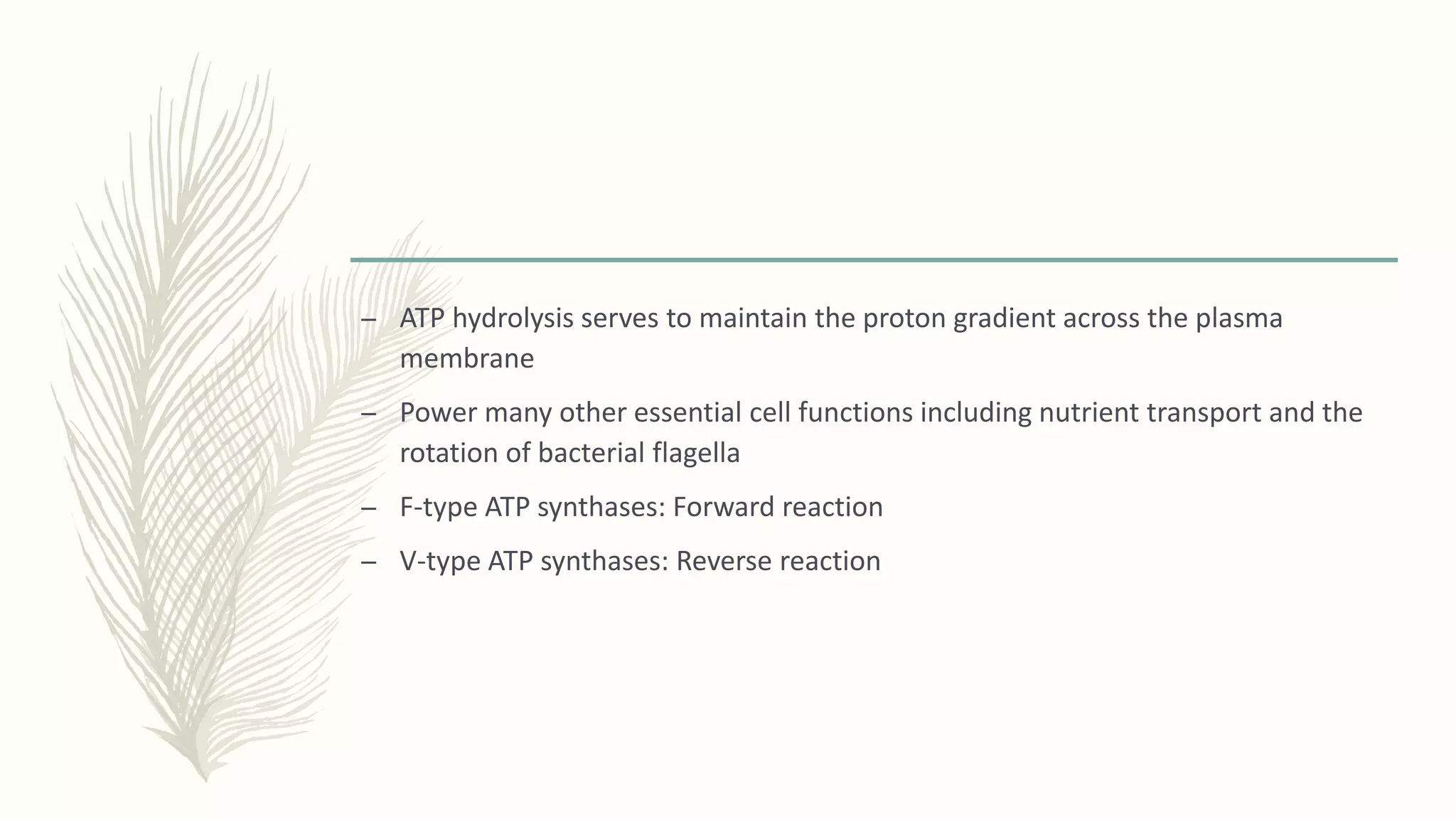 – ATP hydrolysis serves to maintain the proton gradient across the plasma
membrane
– Power many other essential cell functions including nutrient transport and the
rotation of bacterial flagella
– F-type ATP synthases: Forward reaction
– V-type ATP synthases: Reverse reaction
 