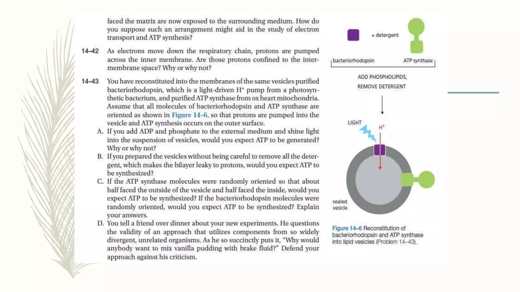 ATP synthase structure and Function