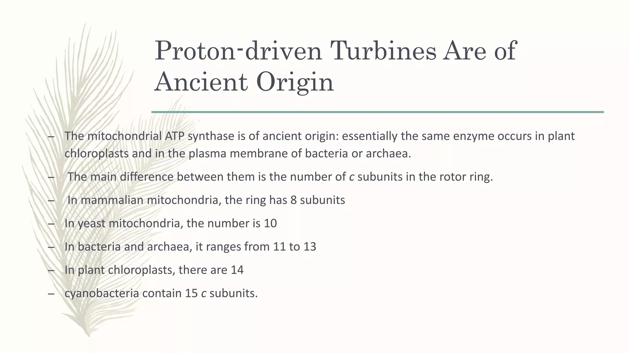 Proton-driven Turbines Are of
Ancient Origin
– The mitochondrial ATP synthase is of ancient origin: essentially the same enzyme occurs in plant
chloroplasts and in the plasma membrane of bacteria or archaea.
– The main difference between them is the number of c subunits in the rotor ring.
– In mammalian mitochondria, the ring has 8 subunits
– In yeast mitochondria, the number is 10
– In bacteria and archaea, it ranges from 11 to 13
– In plant chloroplasts, there are 14
– cyanobacteria contain 15 c subunits.
 