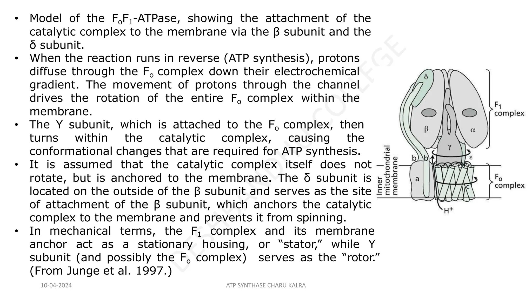• Model of the FoF1-ATPase, showing the attachment of the
catalytic complex to the membrane via the β subunit and the
δ subunit.
• When the reaction runs in reverse (ATP synthesis), protons
diffuse through the Fo complex down their electrochemical
gradient. The movement of protons through the channel
drives the rotation of the entire Fo complex within the
membrane.
• The Y subunit, which is attached to the Fo complex, then
turns within the catalytic complex, causing the
conformational changes that are required for ATP synthesis.
• It is assumed that the catalytic complex itself does not
rotate, but is anchored to the membrane. The δ subunit is
located on the outside of the β subunit and serves as the site
of attachment of the β subunit, which anchors the catalytic
complex to the membrane and prevents it from spinning.
• In mechanical terms, the F1 complex and its membrane
anchor act as a stationary housing, or “stator,” while Y
subunit (and possibly the Fo complex) serves as the “rotor.”
(From Junge et al. 1997.)
10-04-2024 ATP SYNTHASE CHARU KALRA
 