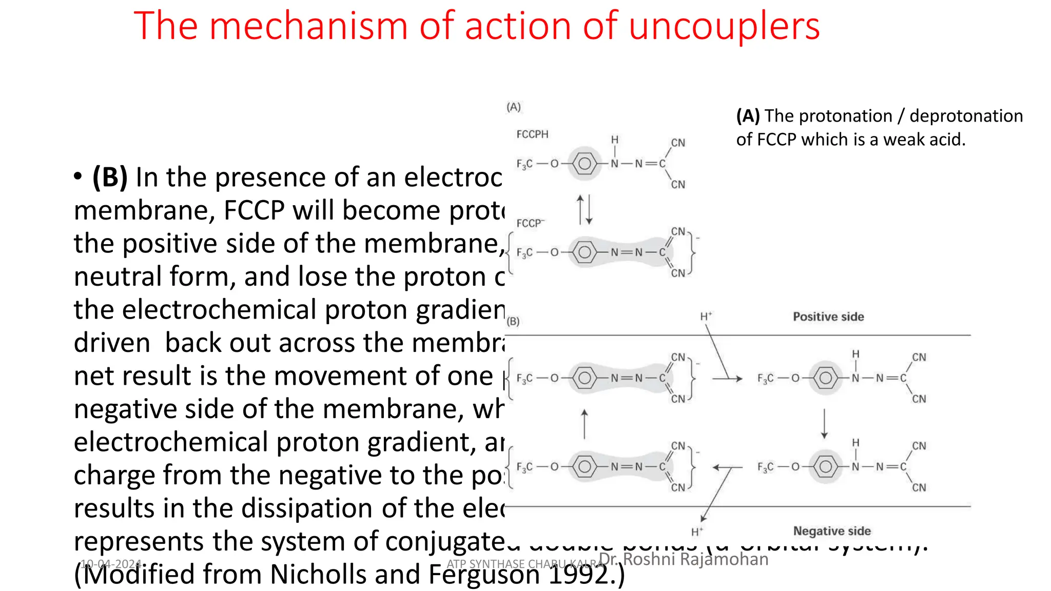 Dr. Roshni Rajamohan
The mechanism of action of uncouplers
• (B) In the presence of an electrochemical proton gradient across the
membrane, FCCP will become protonated and thus pick up a proton on
the positive side of the membrane, move across the membrane in the
neutral form, and lose the proton on the negative side. This is driven by
the electrochemical proton gradient. In the negative form, FCCP will be
driven back out across the membrane by the membrane potential. The
net result is the movement of one proton from the positive to the
negative side of the membrane, which results in the dissipation of the
electrochemical proton gradient, and the movement of one electrical
charge from the negative to the positive side of the membrane, which
results in the dissipation of the electrical gradient. The shaded area
represents the system of conjugated double bonds (u-orbital system).
(Modified from Nicholls and Ferguson 1992.)
(A) The protonation / deprotonation
of FCCP which is a weak acid.
10-04-2024 ATP SYNTHASE CHARU KALRA
 