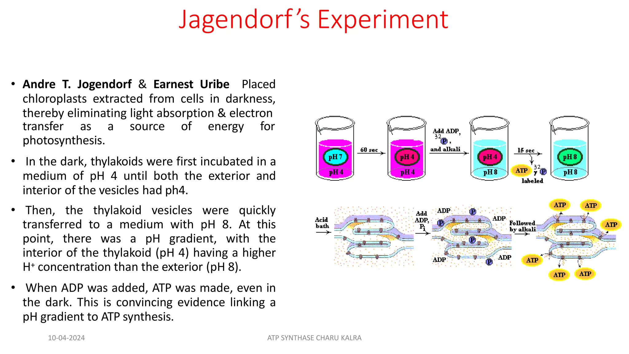 Jagendorf’s Experiment
• Andre T. Jogendorf & Earnest Uribe Placed
chloroplasts extracted from cells in darkness,
thereby eliminating light absorption & electron
transfer as a source of energy for
photosynthesis.
• In the dark, thylakoids were first incubated in a
medium of pH 4 until both the exterior and
interior of the vesicles had ph4.
• Then, the thylakoid vesicles were quickly
transferred to a medium with pH 8. At this
point, there was a pH gradient, with the
interior of the thylakoid (pH 4) having a higher
H+ concentration than the exterior (pH 8).
• When ADP was added, ATP was made, even in
the dark. This is convincing evidence linking a
pH gradient to ATP synthesis.
10-04-2024 ATP SYNTHASE CHARU KALRA
 