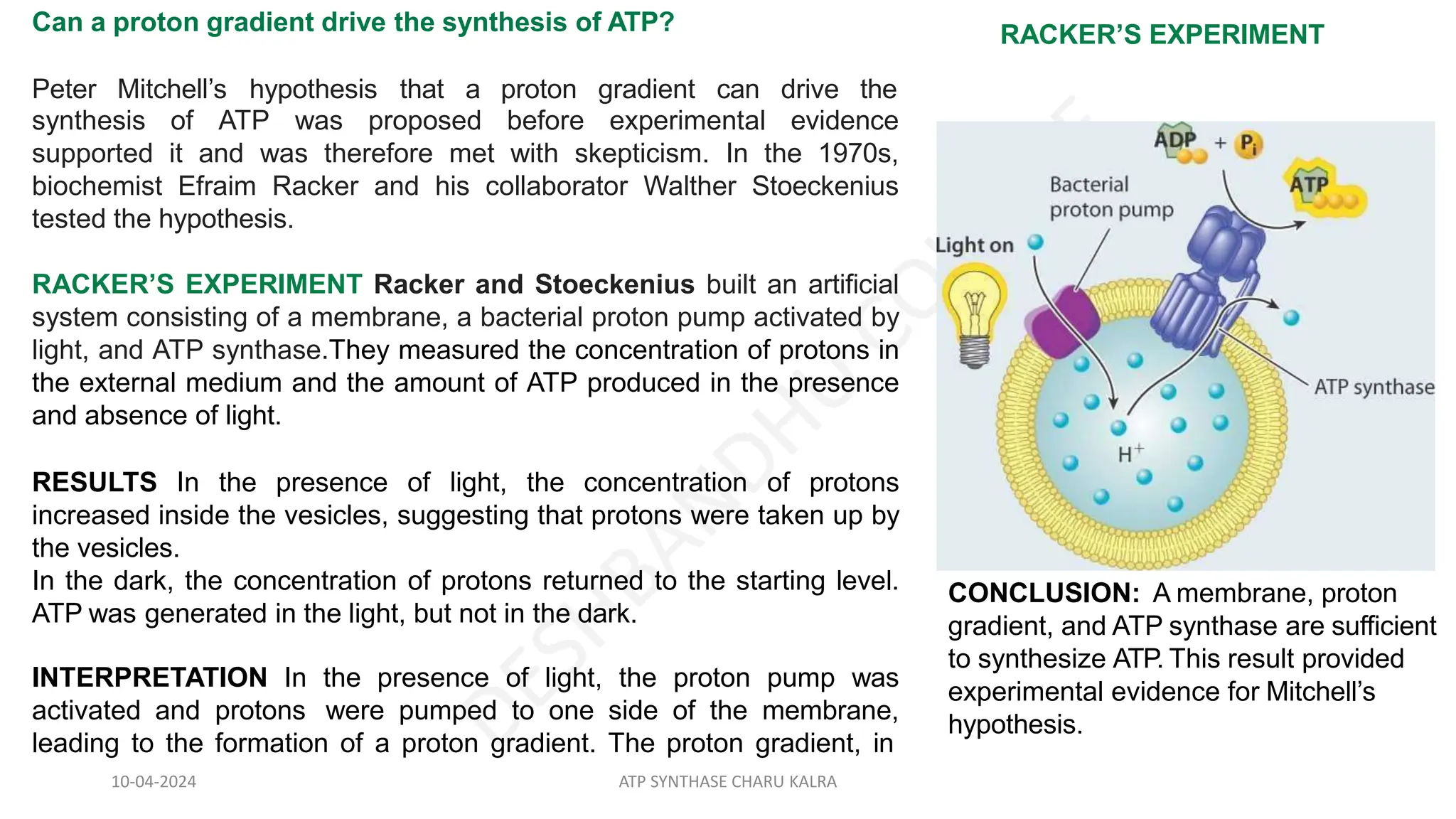 Can a proton gradient drive the synthesis of ATP?
Peter Mitchell’s hypothesis that a proton gradient can drive the
synthesis of ATP was proposed before experimental evidence
supported it and was therefore met with skepticism. In the 1970s,
biochemist Efraim Racker and his collaborator Walther Stoeckenius
tested the hypothesis.
RACKER’S EXPERIMENT Racker and Stoeckenius built an artificial
system consisting of a membrane, a bacterial proton pump activated by
light, and ATP synthase.They measured the concentration of protons in
the external medium and the amount of ATP produced in the presence
and absence of light.
RESULTS In the presence of light, the concentration of protons
increased inside the vesicles, suggesting that protons were taken up by
the vesicles.
In the dark, the concentration of protons returned to the starting level.
ATP was generated in the light, but not in the dark.
INTERPRETATION In the presence of light, the proton pump was
activated and protons were pumped to one side of the membrane,
leading to the formation of a proton gradient. The proton gradient, in
RACKER’S EXPERIMENT
CONCLUSION: A membrane, proton
gradient, and ATP synthase are sufficient
to synthesize ATP. This result provided
experimental evidence for Mitchell’s
hypothesis.
10-04-2024 ATP SYNTHASE CHARU KALRA
 