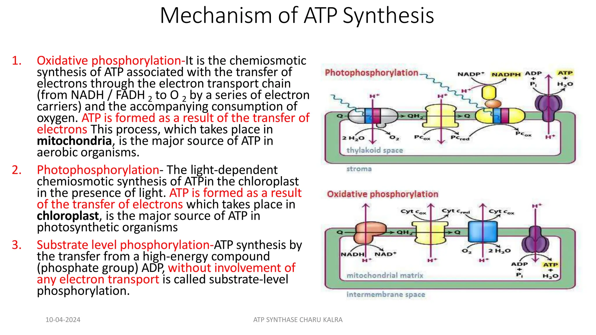ATP SYNTHASE STRUCTURE ATP SYNTHESIS pptx