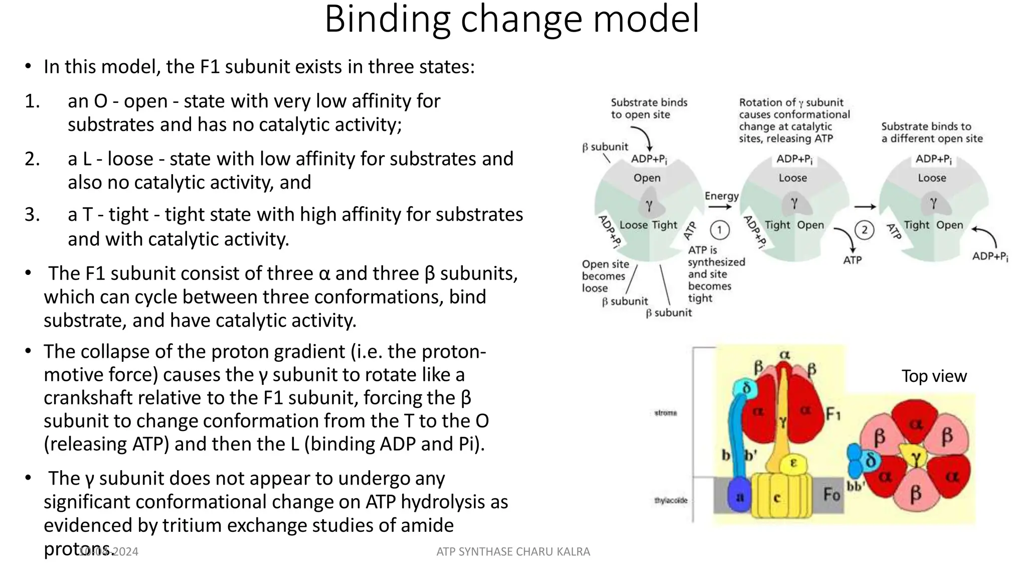 Binding change model
• In this model, the F1 subunit exists in three states:
1. an O - open - state with very low affinity for
substrates and has no catalytic activity;
2. a L - loose - state with low affinity for substrates and
also no catalytic activity, and
3. a T - tight - tight state with high affinity for substrates
and with catalytic activity.
• The F1 subunit consist of three α and three β subunits,
which can cycle between three conformations, bind
substrate, and have catalytic activity.
• The collapse of the proton gradient (i.e. the proton-
motive force) causes the γ subunit to rotate like a
crankshaft relative to the F1 subunit, forcing the β
subunit to change conformation from the T to the O
(releasing ATP) and then the L (binding ADP and Pi).
• The γ subunit does not appear to undergo any
significant conformational change on ATP hydrolysis as
evidenced by tritium exchange studies of amide
protons.
Top view
10-04-2024 ATP SYNTHASE CHARU KALRA
 
