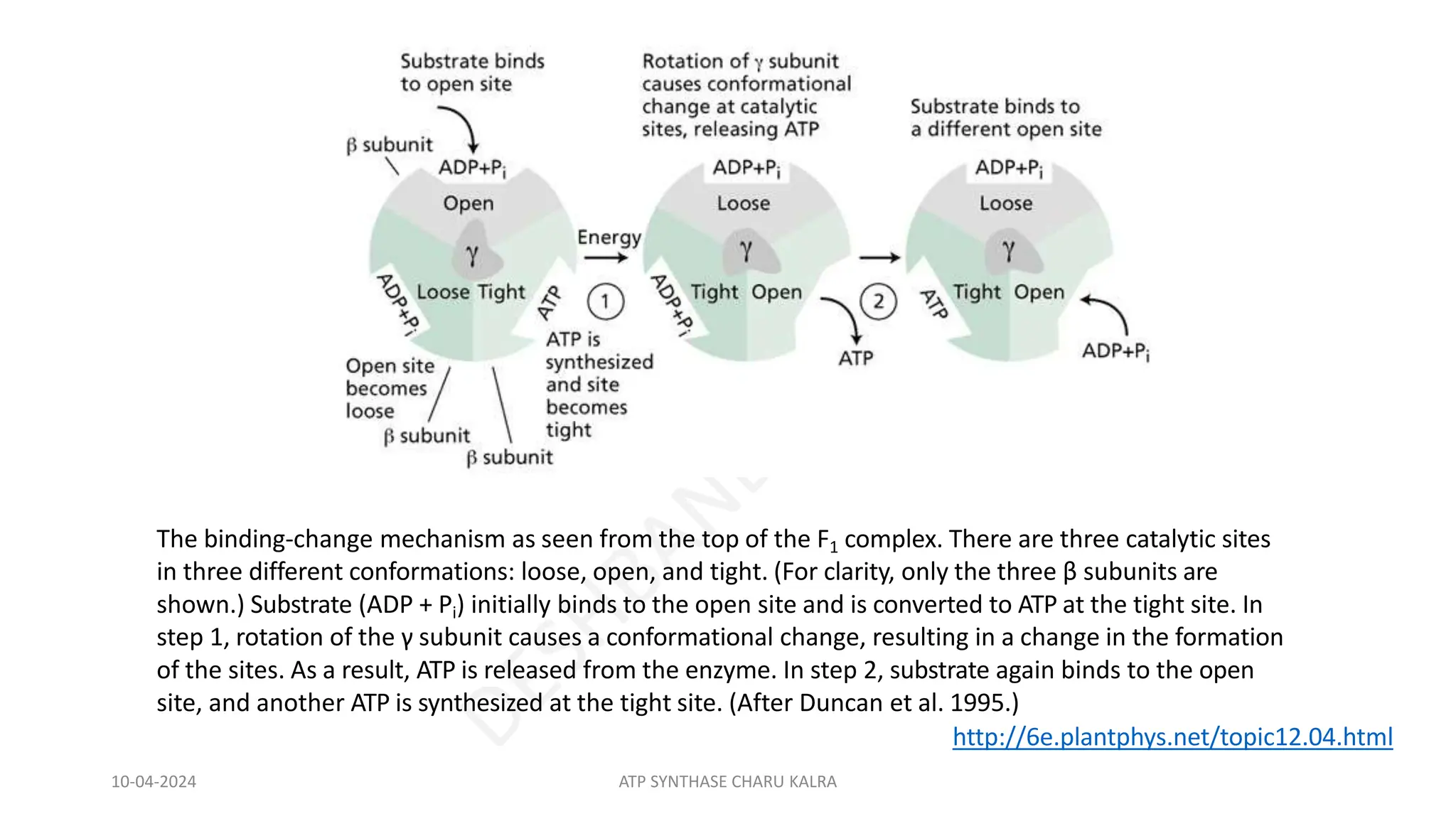 The binding-change mechanism as seen from the top of the F1 complex. There are three catalytic sites
in three different conformations: loose, open, and tight. (For clarity, only the three β subunits are
shown.) Substrate (ADP + Pi) initially binds to the open site and is converted to ATP at the tight site. In
step 1, rotation of the γ subunit causes a conformational change, resulting in a change in the formation
of the sites. As a result, ATP is released from the enzyme. In step 2, substrate again binds to the open
site, and another ATP is synthesized at the tight site. (After Duncan et al. 1995.)
http://6e.plantphys.net/topic12.04.html
10-04-2024 ATP SYNTHASE CHARU KALRA
 