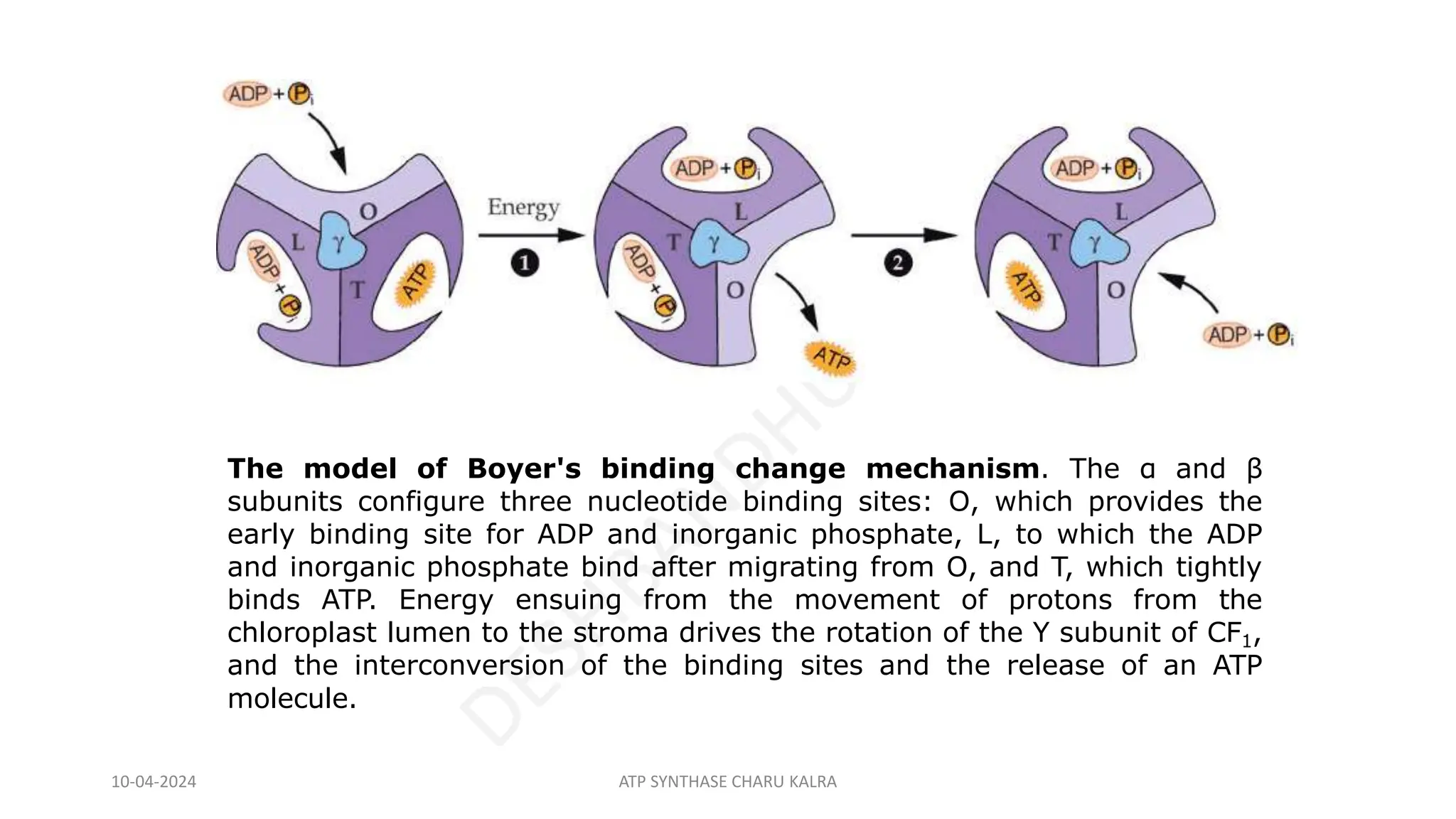 The model of Boyer's binding change mechanism. The α and β
subunits configure three nucleotide binding sites: O, which provides the
early binding site for ADP and inorganic phosphate, L, to which the ADP
and inorganic phosphate bind after migrating from O, and T, which tightly
binds ATP. Energy ensuing from the movement of protons from the
chloroplast lumen to the stroma drives the rotation of the Y subunit of CF1,
and the interconversion of the binding sites and the release of an ATP
molecule.
10-04-2024 ATP SYNTHASE CHARU KALRA
 