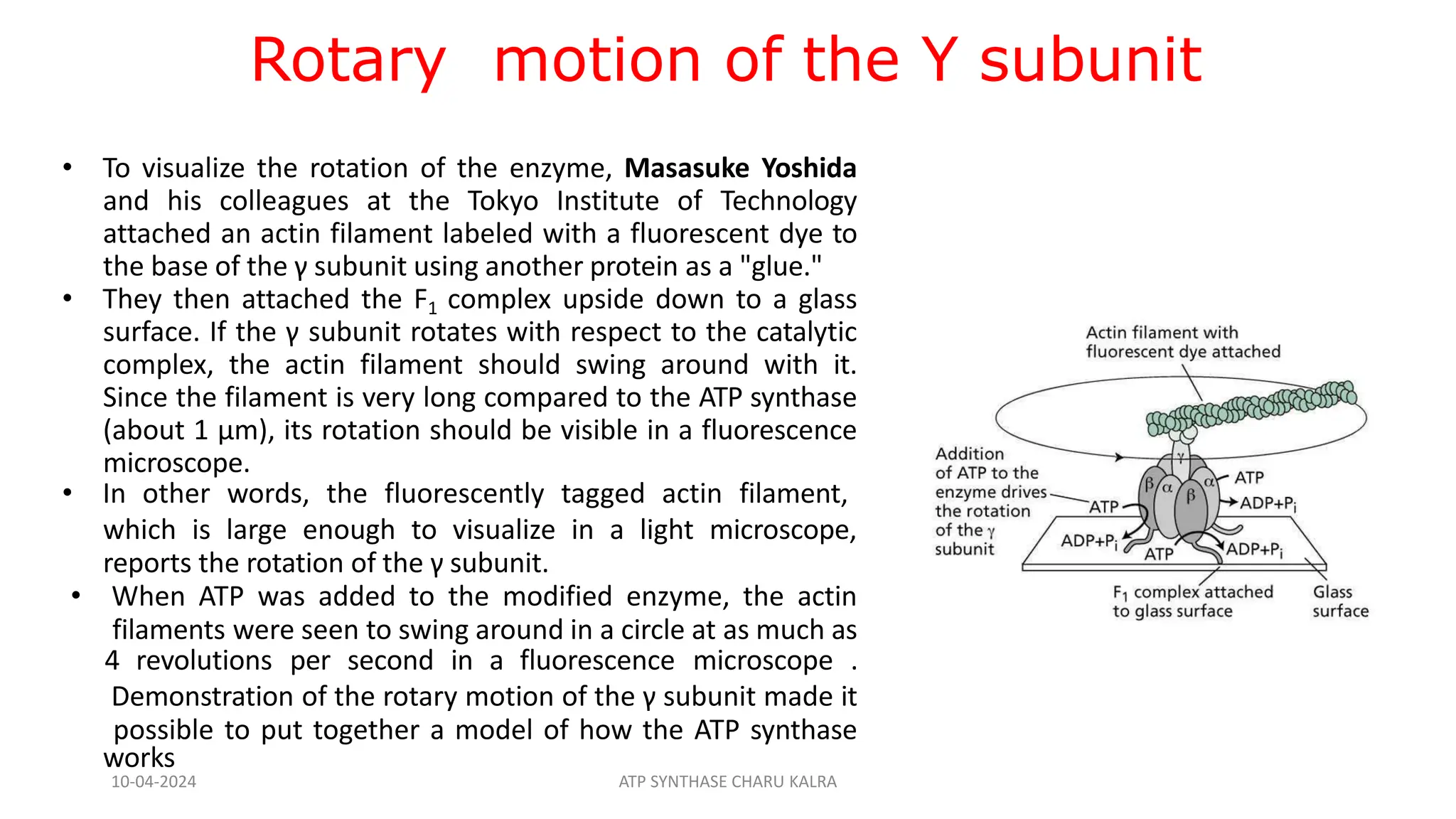 Rotary motion of the Y subunit
• To visualize the rotation of the enzyme, Masasuke Yoshida
and his colleagues at the Tokyo Institute of Technology
attached an actin filament labeled with a fluorescent dye to
the base of the γ subunit using another protein as a "glue."
• They then attached the F1 complex upside down to a glass
surface. If the γ subunit rotates with respect to the catalytic
complex, the actin filament should swing around with it.
Since the filament is very long compared to the ATP synthase
(about 1 μm), its rotation should be visible in a fluorescence
microscope.
• In other words, the fluorescently tagged actin filament,
which is large enough to visualize in a light microscope,
reports the rotation of the γ subunit.
• When ATP was added to the modified enzyme, the actin
filaments were seen to swing around in a circle at as much as
4 revolutions per second in a fluorescence microscope .
Demonstration of the rotary motion of the γ subunit made it
possible to put together a model of how the ATP synthase
works
10-04-2024 ATP SYNTHASE CHARU KALRA
 