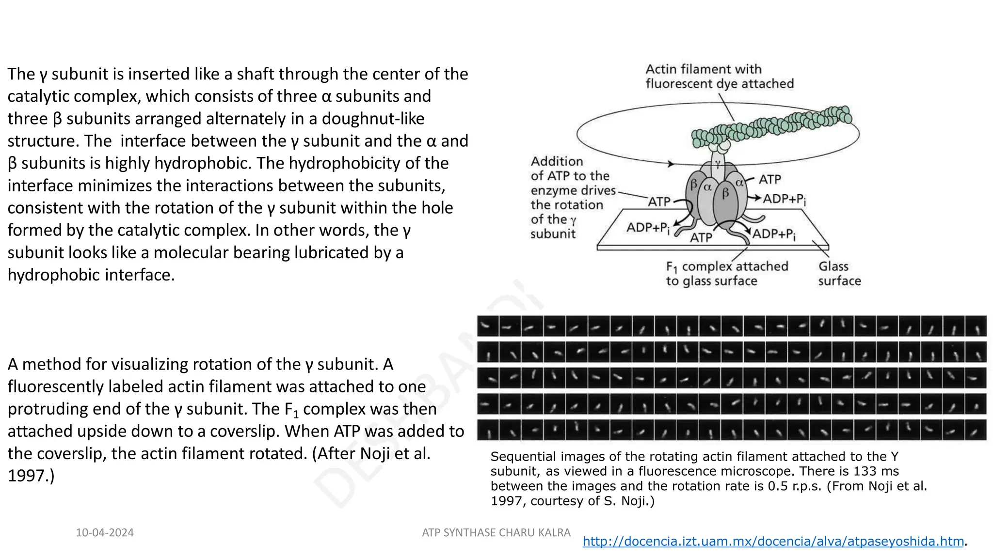 The γ subunit is inserted like a shaft through the center of the
catalytic complex, which consists of three α subunits and
three β subunits arranged alternately in a doughnut-like
structure. The interface between the γ subunit and the α and
β subunits is highly hydrophobic. The hydrophobicity of the
interface minimizes the interactions between the subunits,
consistent with the rotation of the γ subunit within the hole
formed by the catalytic complex. In other words, the γ
subunit looks like a molecular bearing lubricated by a
hydrophobic interface.
A method for visualizing rotation of the γ subunit. A
fluorescently labeled actin filament was attached to one
protruding end of the γ subunit. The F1 complex was then
attached upside down to a coverslip. When ATP was added to
the coverslip, the actin filament rotated. (After Noji et al.
1997.)
Sequential images of the rotating actin filament attached to the Y
subunit, as viewed in a fluorescence microscope. There is 133 ms
between the images and the rotation rate is 0.5 r.p.s. (From Noji et al.
1997, courtesy of S. Noji.)
http://docencia.izt.uam.mx/docencia/alva/atpaseyoshida.htm.
10-04-2024 ATP SYNTHASE CHARU KALRA
 