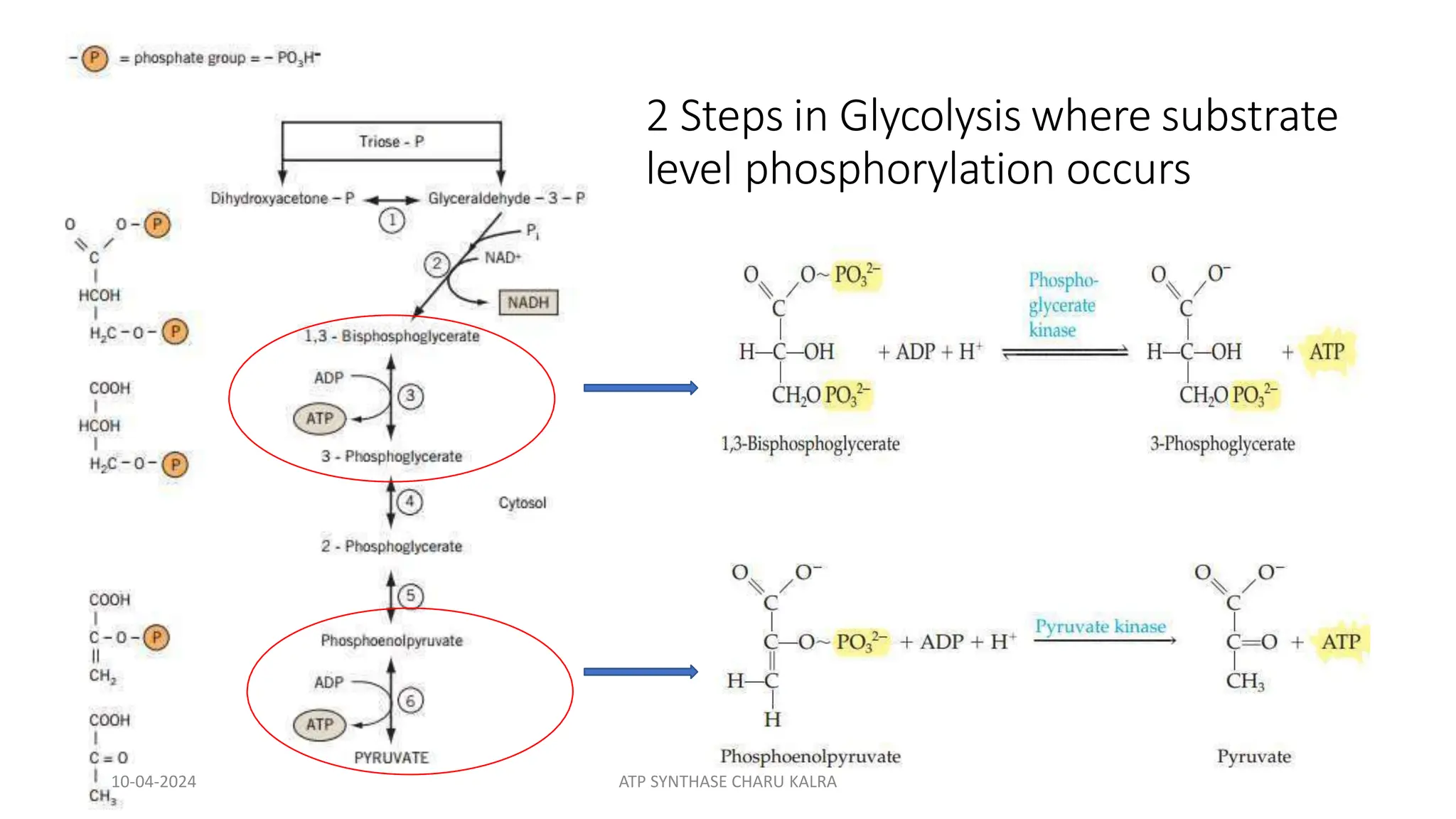2 Steps in Glycolysis where substrate
level phosphorylation occurs
10-04-2024 ATP SYNTHASE CHARU KALRA
 