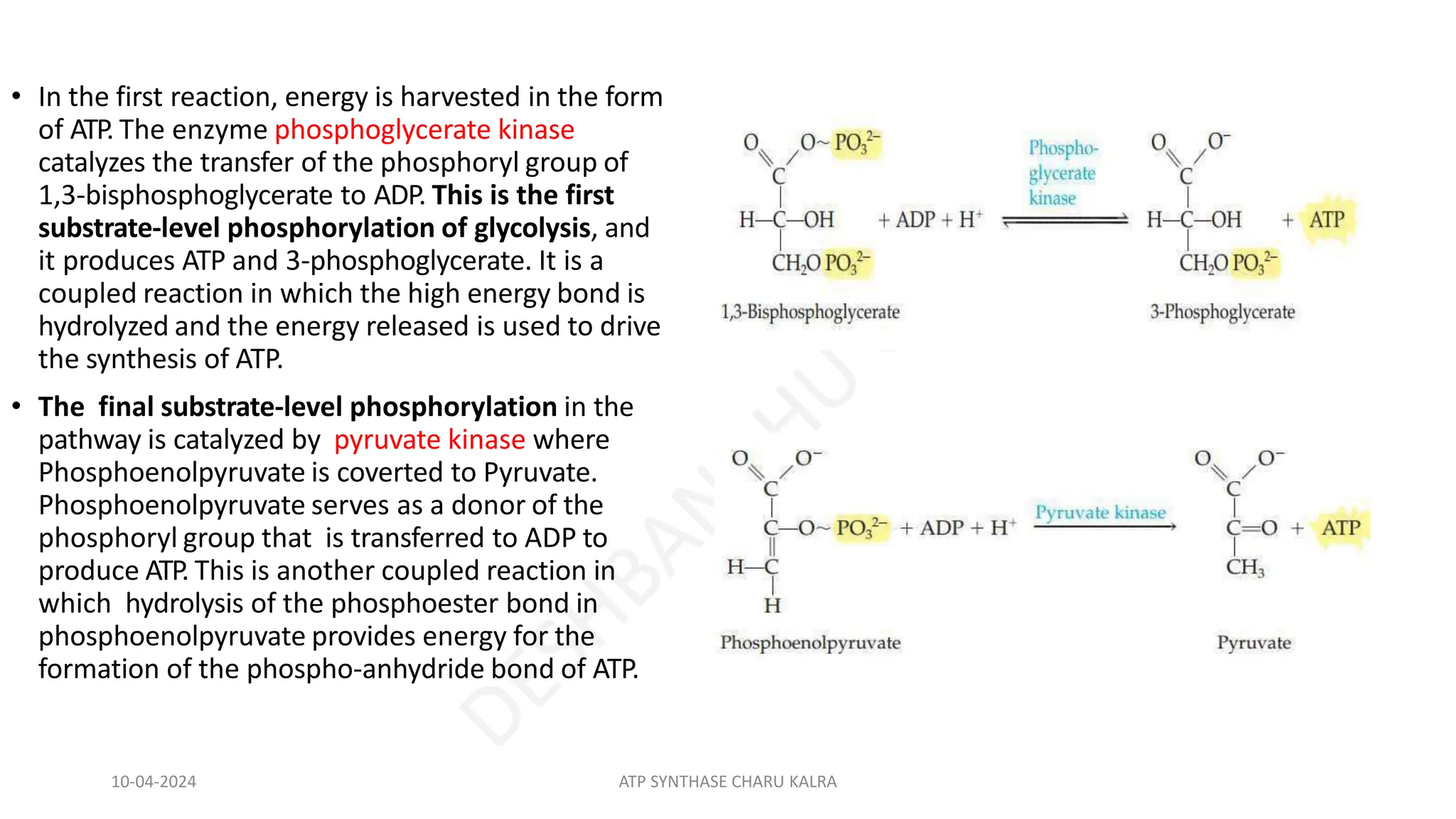 • In the first reaction, energy is harvested in the form
of ATP. The enzyme phosphoglycerate kinase
catalyzes the transfer of the phosphoryl group of
1,3-bisphosphoglycerate to ADP. This is the first
substrate-level phosphorylation of glycolysis, and
it produces ATP and 3-phosphoglycerate. It is a
coupled reaction in which the high energy bond is
hydrolyzed and the energy released is used to drive
the synthesis of ATP.
• The final substrate-level phosphorylation in the
pathway is catalyzed by pyruvate kinase where
Phosphoenolpyruvate is coverted to Pyruvate.
Phosphoenolpyruvate serves as a donor of the
phosphoryl group that is transferred to ADP to
produce ATP. This is another coupled reaction in
which hydrolysis of the phosphoester bond in
phosphoenolpyruvate provides energy for the
formation of the phospho-anhydride bond of ATP.
10-04-2024 ATP SYNTHASE CHARU KALRA
 