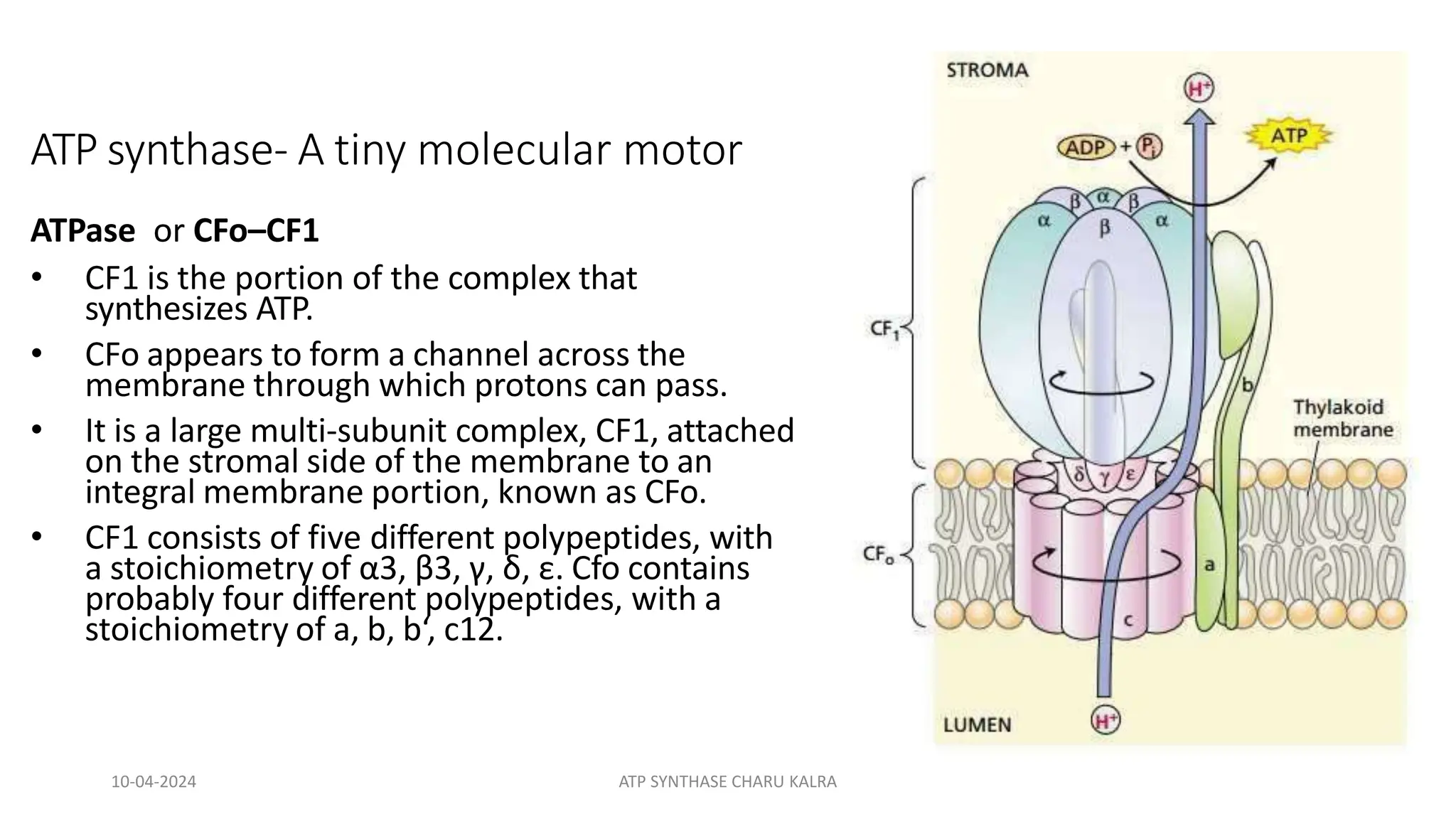ATP synthase- A tiny molecular motor
ATPase or CFo–CF1
• CF1 is the portion of the complex that
synthesizes ATP.
• CFo appears to form a channel across the
membrane through which protons can pass.
• It is a large multi-subunit complex, CF1, attached
on the stromal side of the membrane to an
integral membrane portion, known as CFo.
• CF1 consists of five different polypeptides, with
a stoichiometry of α3, β3, γ, δ, ε. Cfo contains
probably four different polypeptides, with a
stoichiometry of a, b, b‘, c12.
10-04-2024 ATP SYNTHASE CHARU KALRA
 