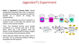 Jagendorf’s Experiment
• Andre T. Jogendorf & Earnest Uribe Placed
chloroplasts extracted from cells in darkness,
thereby eliminating light absorption & electron
transfer as a source of energy for
photosynthesis.
• In the dark, thylakoids were first incubated in a
medium of pH 4 until both the exterior and
interior of the vesicles had ph4.
• Then, the thylakoid vesicles were quickly
transferred to a medium with pH 8. At this
point, there was a pH gradient, with the
interior of the thylakoid (pH 4) having a higher
H+ concentration than the exterior (pH 8).
• When ADP was added, ATP was made, even in
the dark. This is convincing evidence linking a
pH gradient to ATP synthesis.
10-04-2024 ATP SYNTHASE CHARU KALRA
 