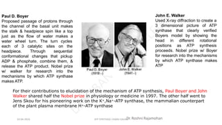 Paul D. Boyer
Proposed passage of protons through
the channel of the basal unit makes
the stalk & headpiece spin like a top
just as the flow of water makes a
water wheel turn. The turn cycles
each of 3
headpiece.
catalytic sites on the
Through sequential
conformational changes that pickup
ADP & phosphate, combine them, &
release the ATP product. Nobel prize
w/ walker for research into the
mechanisms by which ATP synthase
makes ATP.
John E. Walker
Used X-ray diffraction to create a
3 dimensional
synthase that
picture of ATP
clearly verified
Boyers model by showing the
different
head in
positions as
rotational
ATP synthesis
proceeds. Nobel prize w/ Boyer
for research into the mechanisms
by which ATP synthase makes
ATP
For their contributions to elucidation of the mechanism of ATP synthesis, Paul Boyer and John
Walker shared half the Nobel prize in physiology or medicine in 1997. The other half went to
Jens Skou for his pioneering work on the K+,Na+-ATP synthase, the mammalian counterpart
of the plant plasma membrane H+-ATP synthase
Dr. Roshni Rajamohan
10-04-2024 ATP SYNTHASE CHARU KALRA
 