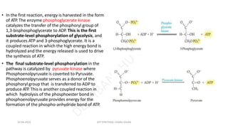 • In the first reaction, energy is harvested in the form
of ATP. The enzyme phosphoglycerate kinase
catalyzes the transfer of the phosphoryl group of
1,3-bisphosphoglycerate to ADP. This is the first
substrate-level phosphorylation of glycolysis, and
it produces ATP and 3-phosphoglycerate. It is a
coupled reaction in which the high energy bond is
hydrolyzed and the energy released is used to drive
the synthesis of ATP.
• The final substrate-level phosphorylation in the
pathway is catalyzed by pyruvate kinase where
Phosphoenolpyruvate is coverted to Pyruvate.
Phosphoenolpyruvate serves as a donor of the
phosphoryl group that is transferred to ADP to
produce ATP. This is another coupled reaction in
which hydrolysis of the phosphoester bond in
phosphoenolpyruvate provides energy for the
formation of the phospho-anhydride bond of ATP.
10-04-2024 ATP SYNTHASE CHARU KALRA
 