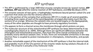 ATP synthase
• The ATP is synthesized by a large (400 kDa) enzyme complex known by several names: ATP
synthase, ATP ase (afterthe reverse reaction of ATP hydrolysis), and CFo–C1 (Boyer,1997).
• This enzyme consists of two parts: a hydrophobic membrane-bound portion called CFo and
a portion that sticks out into the stroma called CF1.
• CF1 is the portion of the complex that synthesizes ATP. CF1 is made up of several peptides,
including three copies of each of the αand βpeptides arranged alternately much like the
sections of an orange. Whereas the catalytic sites are located largely on the βpolypeptide,
many of the other peptides are thought to have primarily regulatory functions.
• CFo appears to form a channel across the membrane through which protons can pass.
• The molecular structure of the mitochondrial ATP synthase has been determined by X-ray
crystallography (Stock et al. 1999). Although there are significant differences between the
chloroplast and mitochondrial enzymes, they have the same overall architecture and
probably nearly identical catalytic sites. In fact, there are remarkable similarities in the way
electron flow is coupled to proton translocation in chloroplasts, mitochondria, and purple
bacteria .
• Another remarkable aspect of the mechanism of the ATP synthase is that the internal stalk
and probably much of the CFo portion of the enzyme rotate during catalysis (Yasuda et al.
2001). The enzyme is actually a tiny molecular moto
10-04-2024 ATP SYNTHASE CHARU KALRA
 