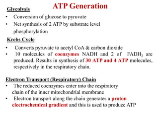 ATP GenerationGlycolysis
• Conversion of glucose to pyruvate
• Net synthesis of 2 ATP by substrate level
phosphorylation
Krebs Cycle
• Converts pyruvate to acetyl CoA & carbon dioxide
• 10 molecules of coenzymes NADH and 2 of FADH2 are
produced. Results in synthesis of 30 ATP and 4 ATP molecules,
respectively in the respiratory chain.
Electron Transport (Respiratory) Chain
• The reduced coenzymes enter into the respiratory
chain of the inner mitochondrial membrane
• Electron transport along the chain generates a proton
electrochemical gradient and this is used to produce ATP
 