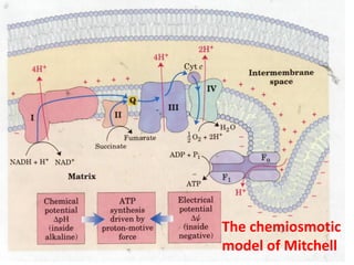 The chemiosmotic
model of Mitchell
 