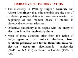 OXIDATIVE PHOSPHORYLATION
• The discovery in 1948 by Eugene Kennedy and
Albert Lehninger that mitochondria are the site of
oxidative phosphorylation in eukaryotes marked the
beginning of the modern phase of studies in
biological energy transductions.
• Oxidative phosphorylation begins with the entry of
electrons into the respiratory chain.
• Most of these electrons arise from the action of
dehydrogenases that collect electrons from
catabolic pathways and funnel them into universal
electron acceptors—nicotinamide nucleotides
(NAD+ or NADP+) or flavin nucleotides (FMN or
FAD).
 