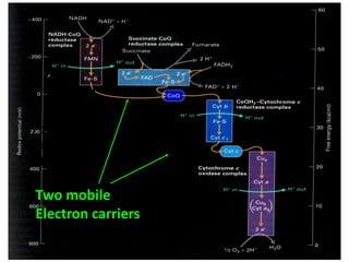 Four multi-protein
Complexes (I, II,
III, and IV)
Two mobile
Electron carriers
I
II
III
IV
 
