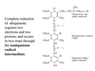 Complete reduction
of ubiquinone
requires two
electrons and two
protons, and occurs
in two steps through
the semiquinone
radical
intermediate.
 