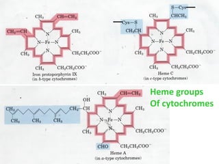 Heme groups of
cytochrome
proteins
Heme groups
Of cytochromes
 