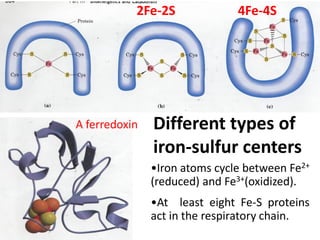 Different types of
iron-sulfur centers
•Iron atoms cycle between Fe2+
(reduced) and Fe3+(oxidized).
•At least eight Fe-S proteins
act in the respiratory chain.
4Fe-4S2Fe-2S
A ferredoxin
 