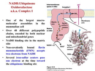 NADH:Ubiquinone
Oxidoreductase
a.k.a. Complex I
• One of the largest macro-
molecular assemblies in the
mammalian cell
• Over 40 different polypeptide
chains, encoded by both nuclear
and mitochondrial genes
• NADH binding site in the matrix
side
• Non-covalently bound flavin
mononucleotide (FMN) accepts
two electrons from NADH
• Several iron-sulfur centers pass
one electron at the time toward
the ubiquinone binding site
 