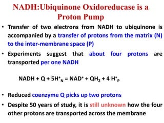NADH:Ubiquinone Oxidoreducase is a
Proton Pump
• Transfer of two electrons from NADH to ubiquinone is
accompanied by a transfer of protons from the matrix (N)
to the inter-membrane space (P)
• Experiments suggest that about four protons are
transported per one NADH
NADH + Q + 5H+
N = NAD+ + QH2 + 4 H+
P
• Reduced coenzyme Q picks up two protons
• Despite 50 years of study, it is still unknown how the four
other protons are transported across the membrane
 
