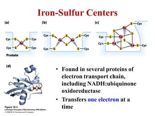 Iron-Sulfur Centers
• Found in several proteins of
electron transport chain,
including NADH:ubiquinone
oxidoreductase
• Transfers one electron at a
time
 
