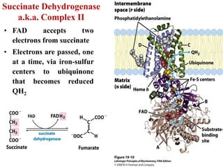 Succinate Dehydrogenase
a.k.a. Complex II
• FAD accepts two
electrons from succinate
• Electrons are passed, one
at a time, via iron-sulfur
centers to ubiquinone
that becomes reduced
QH2
 