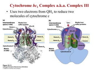 Cytochrome bc1 Complex a.k.a. Complex III
• Uses two electrons from QH2 to reduce two
molecules of cytochrome c
 