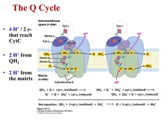 The Q Cycle
• 4 H+ / 2 e-
that reach
CytC
• 2 H+ from
QH2
• 2 H+ from
the matrix
 