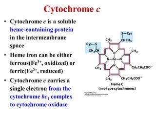 Cytochrome c
• Cytochrome c is a soluble
heme-containing protein
in the intermembrane
space
• Heme iron can be either
ferrous(Fe3+, oxidized) or
ferric(Fe2+, reduced)
• Cytochrome c carries a
single electron from the
cytochrome bc1 complex
to cytochrome oxidase
 