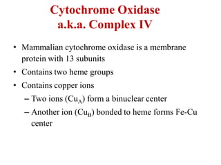 Cytochrome Oxidase
a.k.a. Complex IV
• Mammalian cytochrome oxidase is a membrane
protein with 13 subunits
• Contains two heme groups
• Contains copper ions
– Two ions (CuA) form a binuclear center
– Another ion (CuB) bonded to heme forms Fe-Cu
center
 