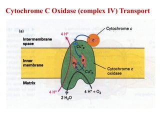 Cytochrome C Oxidase (complex IV) Transport
 
