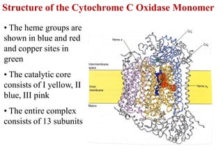 Structure of the Cytochrome C Oxidase Monomer
• The heme groups are
shown in blue and red
and copper sites in
green
• The catalytic core
consists of I yellow, II
blue, III pink
• The entire complex
consists of 13 subunits
 