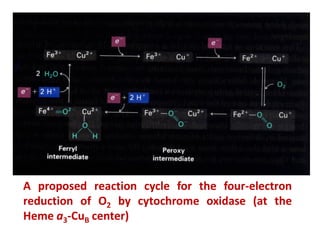 A proposed reaction cycle for the four-electron
reduction of O2 by cytochrome oxidase (at the
Heme a3-CuB center)
 