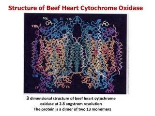 Structure of Beef Heart Cytochrome Oxidase
The protein is a dimer of two 13 monomers
3 dimensional structure of beef heart cytochrome
oxidase at 2.8 angstrom resolution
 