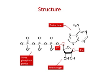 Structure
Purine base
1’C
5’C
Pentos sugar
Three
phosphate
groups
 