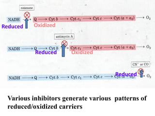 Various inhibitors generate various patterns of
reduced/oxidized carriers
Reduced Oxidized
Reduced Oxidized
Reduced
 