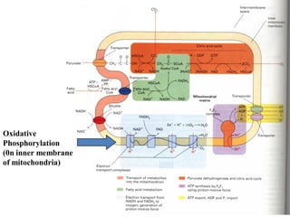 Oxidative
Phosphorylation
(0n inner membrane
of mitochondria)
 
