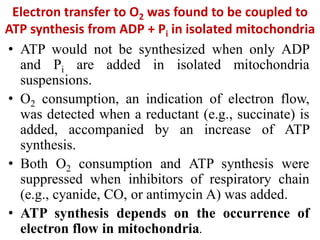 Electron transfer to O2 was found to be coupled to
ATP synthesis from ADP + Pi in isolated mitochondria
• ATP would not be synthesized when only ADP
and Pi are added in isolated mitochondria
suspensions.
• O2 consumption, an indication of electron flow,
was detected when a reductant (e.g., succinate) is
added, accompanied by an increase of ATP
synthesis.
• Both O2 consumption and ATP synthesis were
suppressed when inhibitors of respiratory chain
(e.g., cyanide, CO, or antimycin A) was added.
• ATP synthesis depends on the occurrence of
electron flow in mitochondria.
 