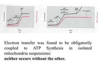 Electron transfer was found to be obligatorily
coupled to ATP Synthesis in isolated
mitochondria suspensions:
neither occurs without the other.
 