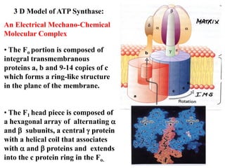 3 D Model of ATP Synthase:
An Electrical Mechano-Chemical
Molecular Complex
• The Fo portion is composed of
integral transmembranous
proteins a, b and 9-14 copies of c
which forms a ring-like structure
in the plane of the membrane.
• The F1 head piece is composed of
a hexagonal array of alternating 
and  subunits, a central  protein
with a helical coil that associates
with  and  proteins and extends
into the c protein ring in the Fo.
 