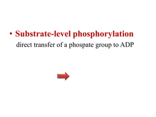 • Substrate-level phosphorylation
direct transfer of a phospate group to ADP
 