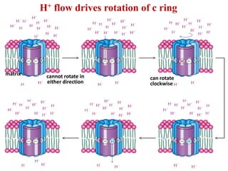 cannot rotate in
either direction
can rotate
clockwise
matrix
H+ flow drives rotation of c ring
 