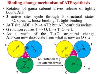 Binding-change mechanism of ATP synthesis
• Rotation of gama subunit drives release of tightly
bound ATP
• 3 active sites cycle through 3 structural states:
O, open; L, loose-binding; T, tight-binding
• At T site, ADP + Pi  ATP, but ATP can’t dissociate
• G rotation causes T  O, L  T, O  L
• As a result of the TO structural change,
ATP can now dissociate from what is now an O site.
T O
ATP
ADP + Pi
ATP
120° rotation of 
(counterclockwise)
T
TO
O
L
L
1 1
2 2
3 3
 